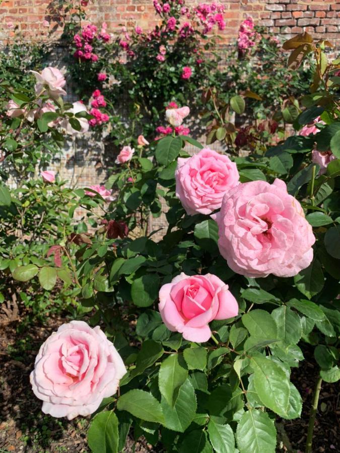 Villa Theresa A 25 Min De Pairi Daiza Soignies Eksteriør bilde
